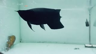 Super Black Arowana Fish  Top 10 Rare Arowana In Asia [upl. by Roleat305]