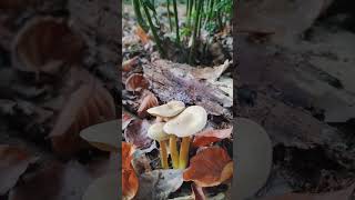 Tricholoma sulphureum Knighton Wood Buckhurst Hill [upl. by Ohaus267]