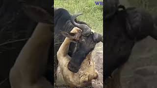 wildebeest applies the never give up theory and succeeds against the lion [upl. by Orferd21]