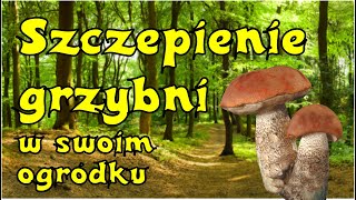 Szczepię grzybnię na korzeniach drzew Czyli sadzę grzyby na swoim podwórku 🤪 [upl. by Calley]