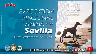 Exposición Nacional Canina de Sevilla 2024 [upl. by Felske]