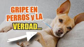 👇GRIPE En PERROS 🐶Virus De La Influenza Canina [upl. by Marla724]