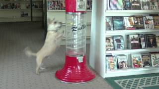 Barking Cairn Terrier Dog Attacks gumball machine in a Video Rental Store [upl. by Niawat]