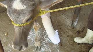 Plaster of Paris for treatment of metacarpal fracture of a Buffalo calf 🐃🐃 شکستگی 🐃🐃 ふくらはぎの脚の骨折 🐃🐃 [upl. by Patin201]