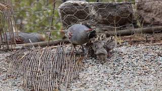 Gambels Quail Chicks [upl. by Oicnerolf910]