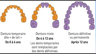 partie finale quotla chronologie déruption dentairequot [upl. by Yennor551]