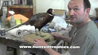 Standing Pheasant with Matt Koob [upl. by Eecram]