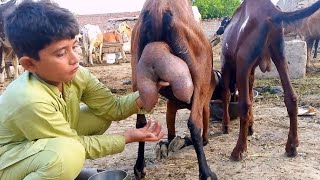 Goat milking  how to milking goat in village letest video [upl. by Klein]