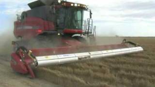 Chickpea Harvesting Australia [upl. by Anela]