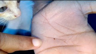 one week kitten fleas removing [upl. by Irtemed]