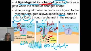 0406 Ligand Gated Ion Channel Receptors and Intracellular Receptors [upl. by Tolecnal]