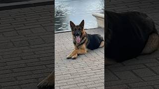 That’s a classy dog right there 😎🕴️ germanshepherd gsdofig gsdpage gsd funny fypシ゚viral [upl. by Atarman]