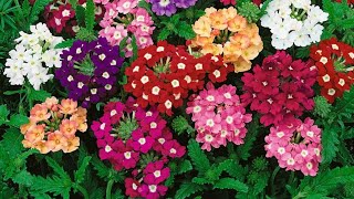 Garden Verbena Flower Grow At Home 😍Summer Flower garden summer home verbena multicolor 2024 [upl. by Ardnassac]