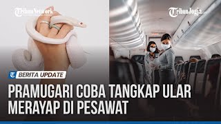 Pramugari Coba Tangkap Ular Merayap di Pesawat [upl. by Keyes]