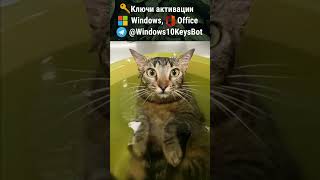 коты которым нравится плавать [upl. by Nibot]