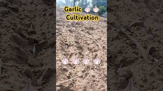 Garlic 🧄 🧄 cultivation techniques satisfying shorts farmer youtube  new [upl. by Aldis]