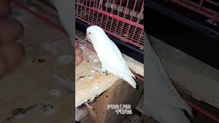 Lovebird Albino Mata Merah tips ternak burung lovebirds [upl. by Brittni]