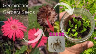 How to germinate gerbera seeds  Babandasia from seeds gerbera seed propagation  Part 01 [upl. by Chanda]