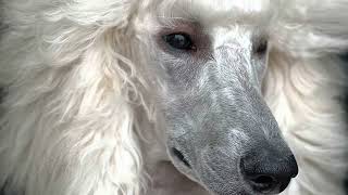 Standard Poodle Puppy’s First AKC Show [upl. by Miahc973]