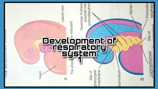 Development of respiratory system Part 1  Larynx and trachea  Minahil ft Medical [upl. by Sherm]