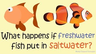 What happens if freshwater fish put in saltwater  GK  Balaji Gopsel Concepts [upl. by Shamrao116]