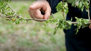 Control African boxthorn [upl. by Ijneb]