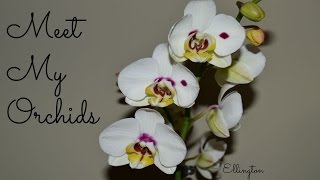 Introducing My Orchids [upl. by Sirak]