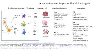 Th cells phenotypes Th1 Th2 and Th17 explained in 7 minutes [upl. by Zitvaa610]