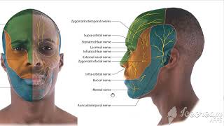 Trigeminal nerve mandibular 3 [upl. by Heathcote]