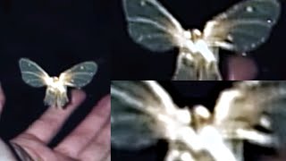 This Man Was Able To Capture The Clearest Images Of A Fairy Ever Taken [upl. by Catt626]