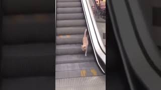 Infinite cat escalator [upl. by Ailem]