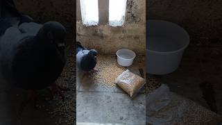 Birds Feeding ASMR birds pigeon shorts [upl. by Eynttirb785]