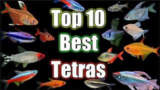 Top 10 BEST Tetras in The World [upl. by Garvy]