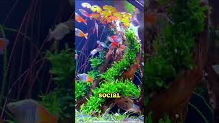 Rainbow Fish The Most Colorful Addition to Your Freshwater Aquarium RainbowFish ColorfulFish [upl. by Yntrok]