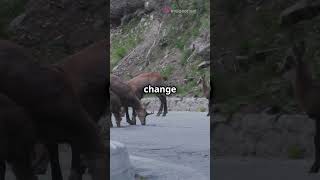 Découvrez le Chamois en 60 secondes [upl. by Naimad]