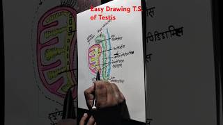 How to Draw TS of Testis ll Structure of Testis [upl. by Terese]