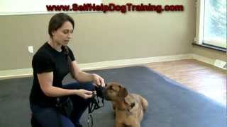 How To Use A Gentle Leader Head Collar  Professional Dog Training Tips [upl. by Kopaz]