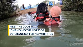 Newfoundland dogs ‘saved the life’ of veteran suffering from PTSD [upl. by Tani]