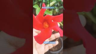 Red mandevilla mandevilla shortsfeed gardening shots shorts plants plantcutting creeper [upl. by Ephram591]