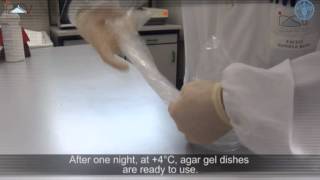 Agar gel immunodiffusion assay AGID [upl. by Gaston44]