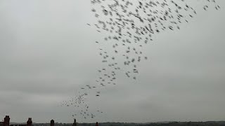 Managed to record this incredible murmuration [upl. by Leffert57]