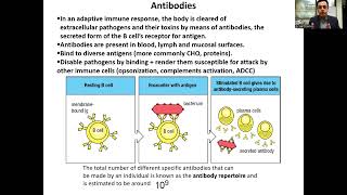 B Cells and B Cell Receptor BCRAntibody [upl. by Finer]