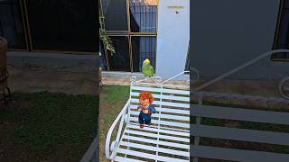 Loro Fito con Chucky Bailador Loros Hablando Shorts parrot humor chucky birds cumbia viral [upl. by Nivag593]