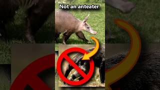 Aardvarks are NOT anteaters not even close 🐜 Animal Fact Files wildlife animalfacts animals [upl. by Amerd]