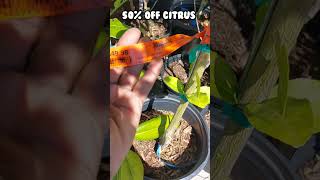 Citrus Sale At Lowes gardenshorts georgiagarden backyardgardening citrusincontainers [upl. by Martsen]