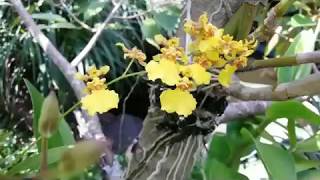 Orchids epipyhtic on the tree  oncidium dancing lady and dendrobium [upl. by Moskow]