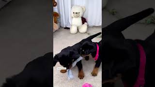 Rottweiler Puppies Playing Time 😍 [upl. by Axe]