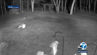 Coyote snatches familys dog on surveillance video in Massachusetts backyard I ABC7 [upl. by Leftwich423]