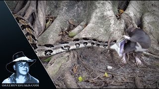 Rattlesnake Stike in Slow Motion 01 [upl. by Hermes982]