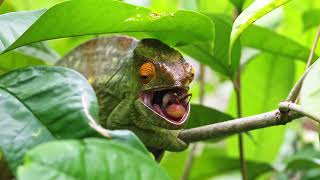 Parsons chameleon Calumma parsonii hunting in Madagascar [upl. by Nawd]